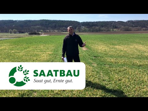 Manganmangel bei Getreide  - Welche Maßnahmen greifen?