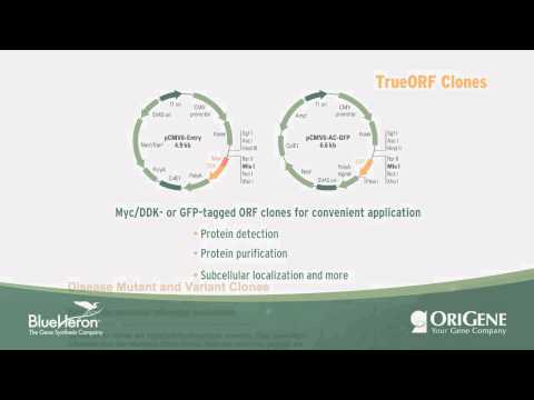 Product Overview: OriGene DNA clones