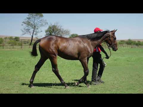 Lot 205 A filly by Soqrat AUS ex Kinematic Countess