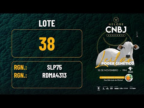 LOTE 38 RDM A4313 x SLP 75