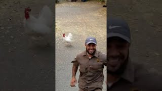 Rooster Doesn&#39;t Like Deliveries || ViralHog