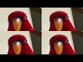 Red Bird Over 1 Million Times