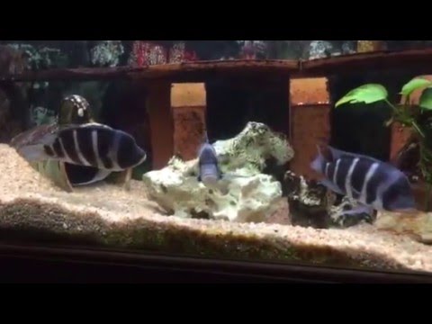 Breeding Frontosa Mpimbwe