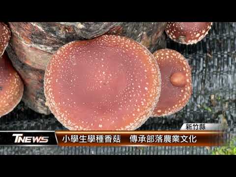竹縣小學生學種香菇 傳承部落農業文化│T-NEWS聯播網