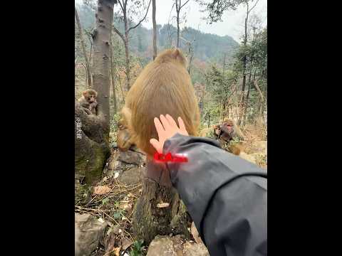 La chica trató al mono que la ayudó como su hermano menor🐒❤️#love #animals #cute