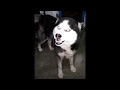 Angry Siberian husky attack