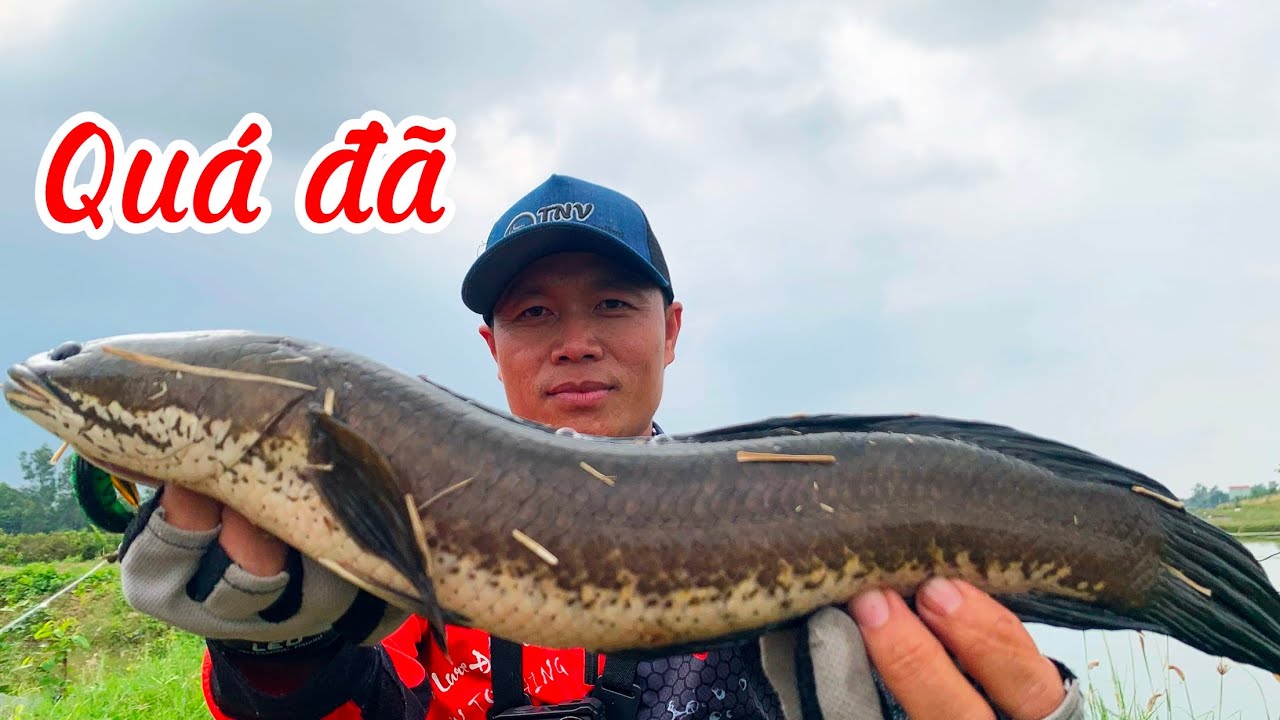 Câu Lure Cá Lóc Vuông Tôm Sóc Trăng, Cá Ăn Liên Tục - Tập 1