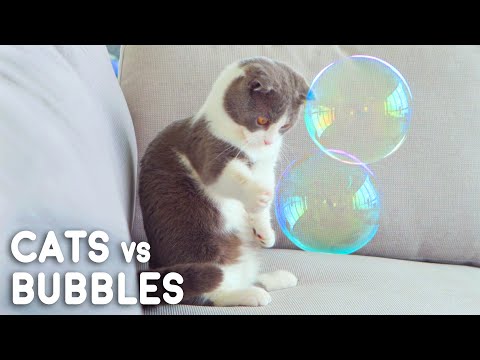 2nd YouTube video about are bubbles safe for cats