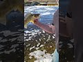 Video Thumbnail for River Walleye Fishing ?
