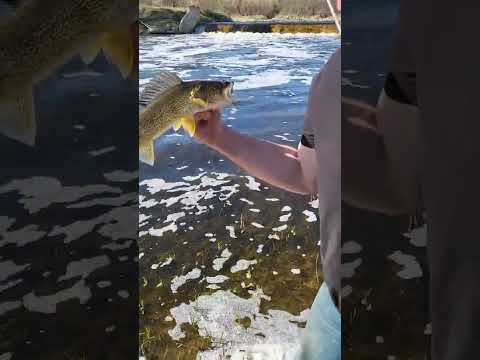 River Walleye Fishing ?