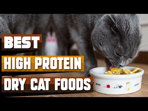 Best High Protein Dry Cat Food In 2021 - Top 10 High Protein Dry Cat Foods Review
