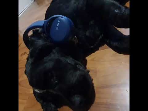 Lockdown online dance battle - The Hare Krishna Dog - Melbourne, Australia - May 2020