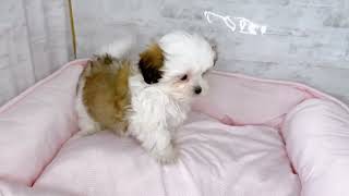 ハーフ犬の動画01