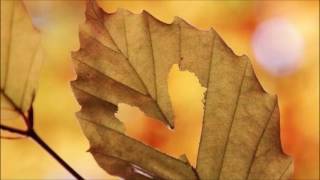 John Stevens ✿ Here, There And Everywhere