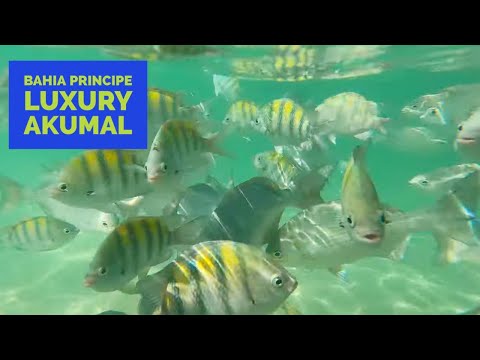 4K Beach at the Bahía Príncipe Luxury Akumal,Sian Ka’an Privilege Club area
