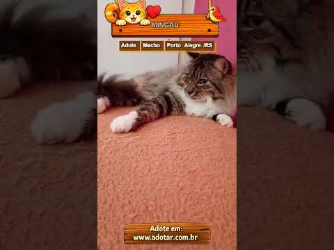 Vídeo de MINGAU