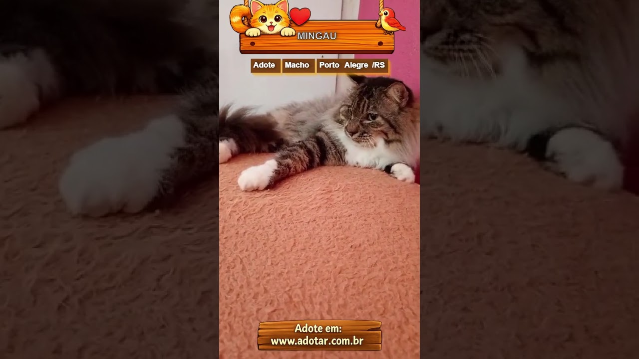 Gato raça SRD-ViraLata idade 1 ano nome MINGAU