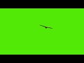 Green Screen Flying Bird Video No Copyright