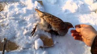 Как поймать куропатку осенью без ружья