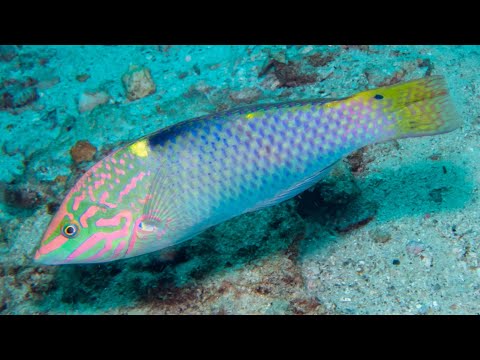Facts: The Checkerboard Wrasse