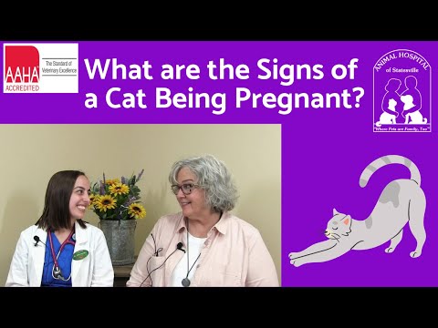 What are the Signs of a Cat Being Pregnant