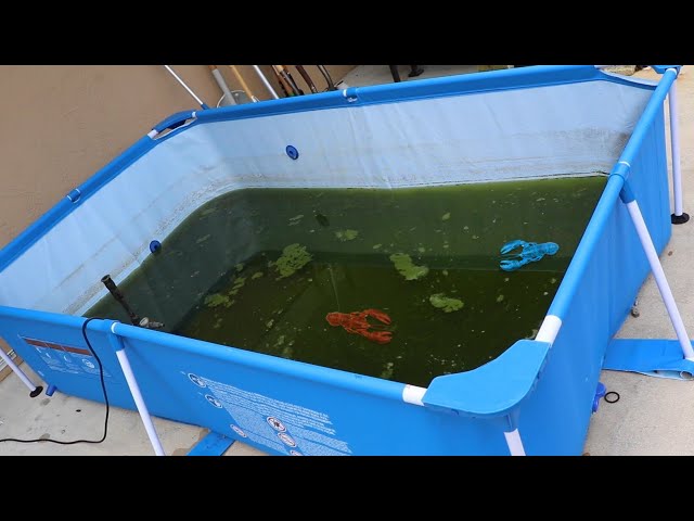 Saving COLORFUL FISH From Nasty ALGAE BLOOM!!