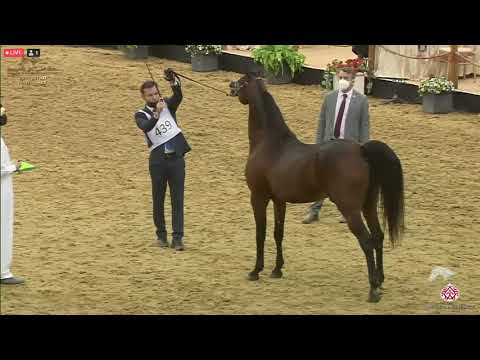 N 439 JAMIL AL SHAHANIA   23rd Qatar National Arabian Horse Show   Stallions 7 10 Years Old Class 13