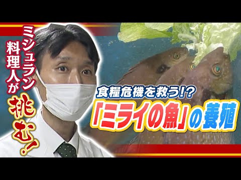 エネルギー危機におけるバルト海の魚たち