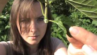 How To Root Tree Cuttings