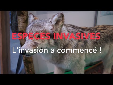 Espèces Invasives : l'invasion a commencé !