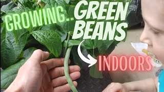 How to Grow Green Beans INDOORS with LED Shop Lights