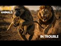 Animals Caught Playing With Their Lives in the Wild | Battles for Survival