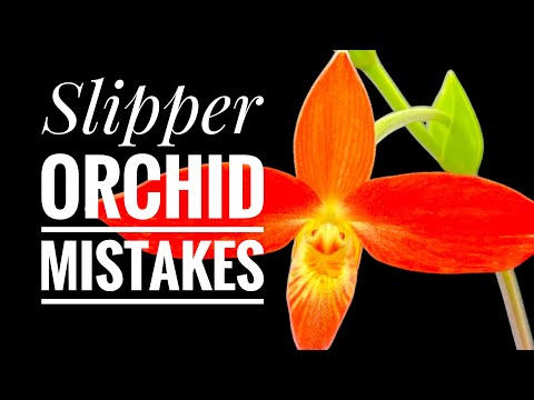Secrets Revealed: Repotting Phragmipedium Slipper Orchids the RIGHT Way!” 