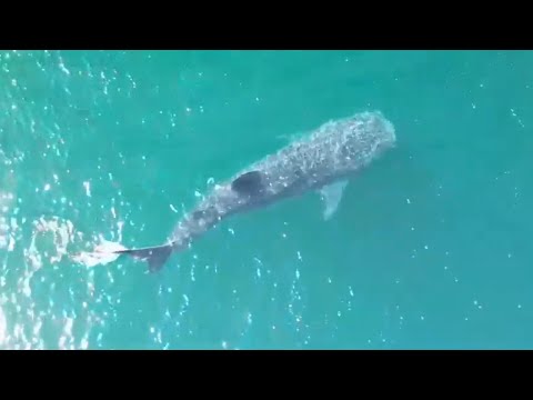 VÍDEO: Tubarão-baleia, ameaçado de extinção, é flagrado no mar de Arraial do Cabo
