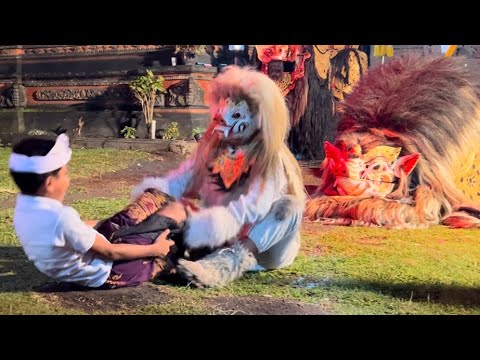 Terbaru 😂 Barong Bangkung Ayu Lendris di Sanggulan Tabanan Keburu Hujan