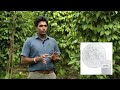 ගම්මිරිස් බෝගයට පෝෂණය ලබාදීම