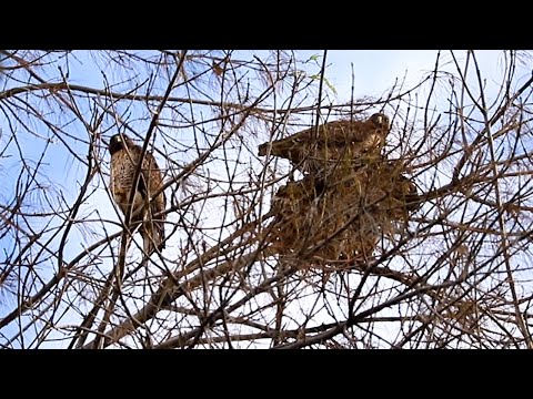 Red-Tailed Hawks Nest