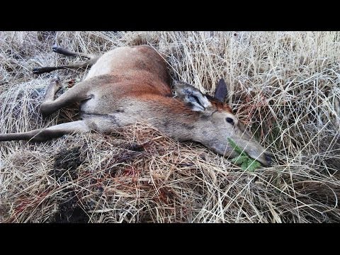 Rotwildfieber - Jagd ist Leidenschaft - Rotwildjagd mit Erfolg