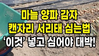 마늘 양파 감자 캔자리 서리태 심는 방법 따로 있어요. '이것' 넣고 심으면 대박