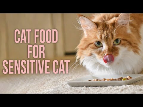 5 Best Cat Food for Sensitive Stomach