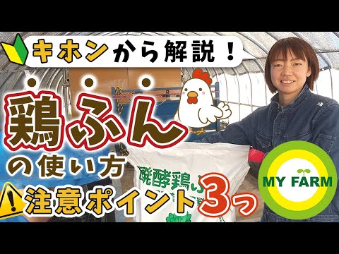 産卵鶏用の小麦を発芽させるにはどうすればよいですか？利点は何ですか?  庭園