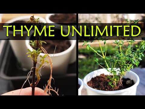 Grow Unlimited Thyme From Cuttings