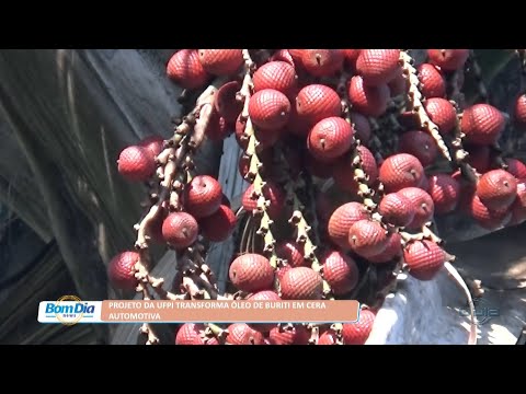 Projeto da UFPI transforma óleo de Buriti em cera automotiva 08 07 2022