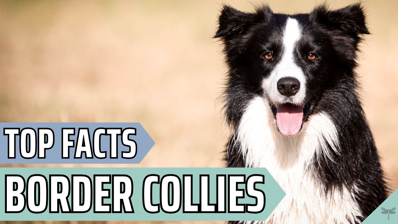 Pros & Cons of Owning a Border Collie | Video