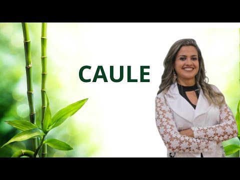 ORGANOLOGIA VEGETAL: CAULE - RESUMO - PROFE JU