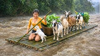 🐐 Bringing My Goat Family Home from the Forest Before a Powerful Storm