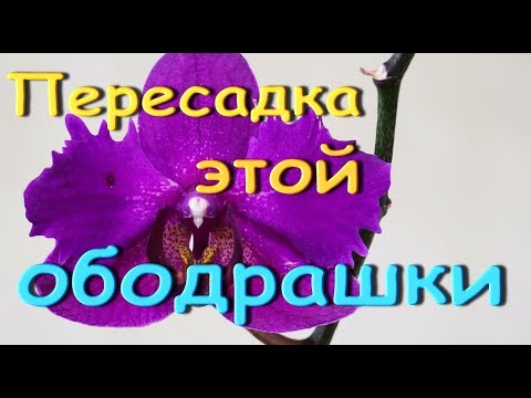 ОБОДРАННАЯ орхидея:КОРНИ и ПЕРЕСАДКА.