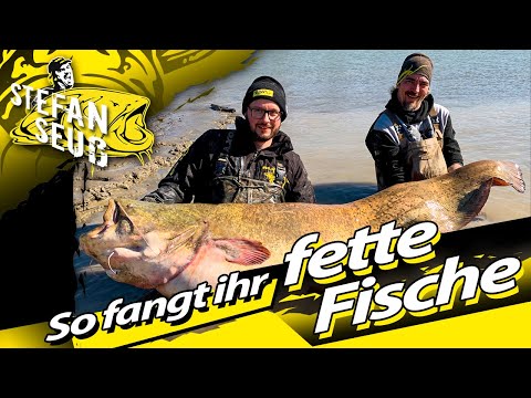 ANGELN auf WELS am FLUSS!! | NATURUFER oder STEINPACKUNG?? | Welsangeln mit Stefan Seuß