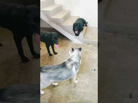 Dog 🐶🐕#@ funny #@#@virul video #@