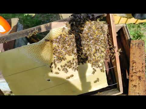 Пчеловодство. Результат самодельной гладкой  вощины за 4 дня отстройки. #Пчеловодство #пчёлы #вощина